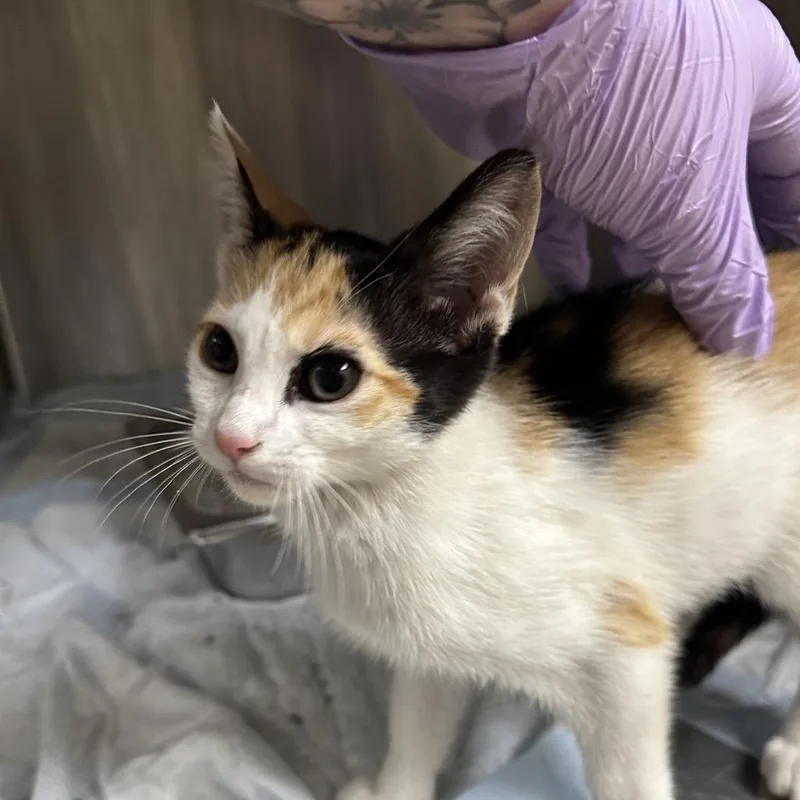 A baby small-sized female Calico Domestic Short Hair cat named Cookie for adoption in Winston-Salem, NC