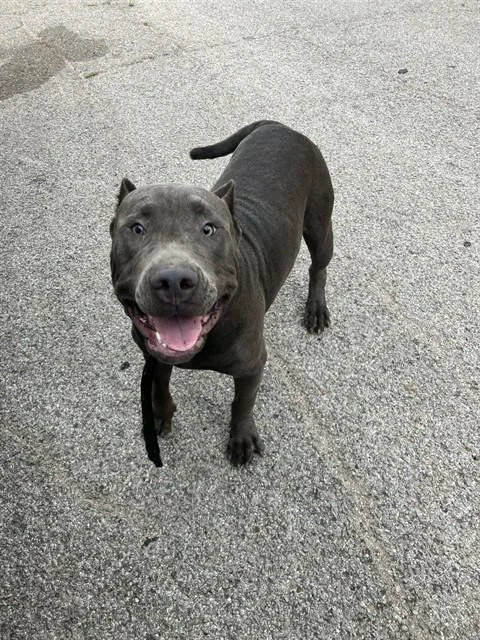 A young large-sized male Mixed Breed dog named Drake for adoption in Dallas, TX