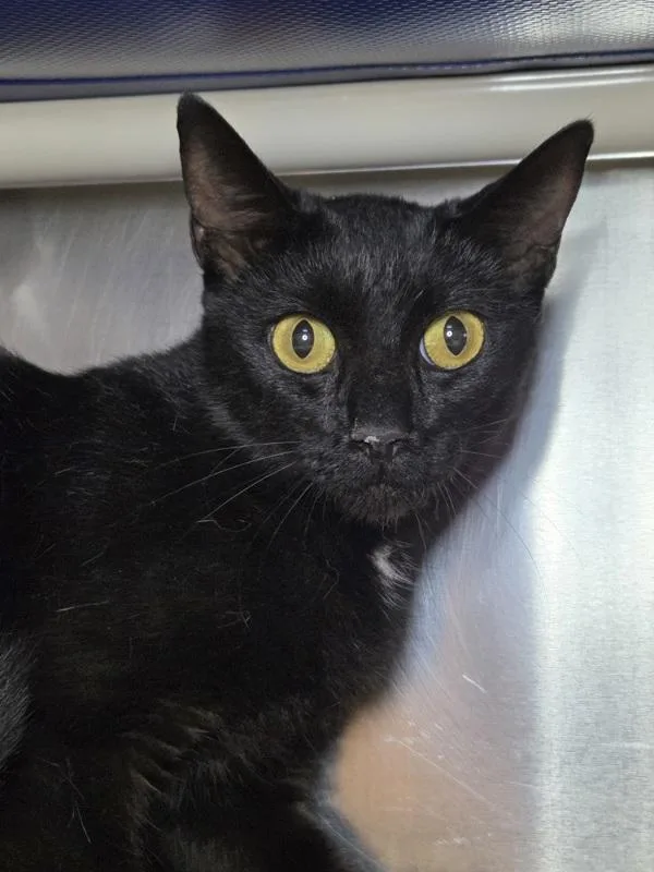An adult large-sized female Domestic Short Hair cat named Spirit for adoption in Millersville, MD