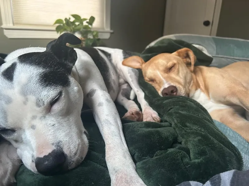 Scarlett thumbnail 3