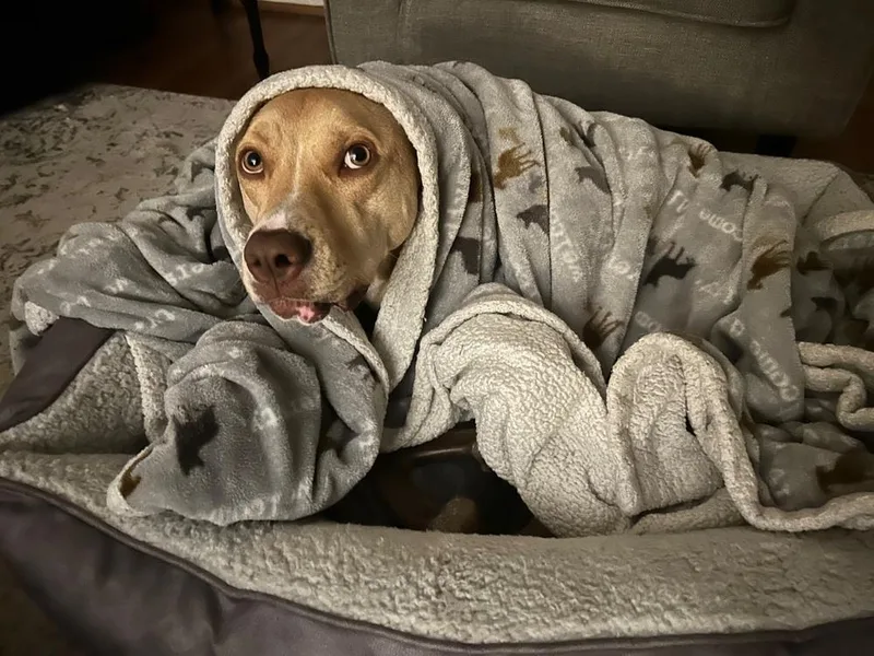 Scarlett thumbnail 5