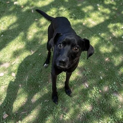 An adult small-sized female Chihuahua dog named Candy for adoption in Cumberland, MD