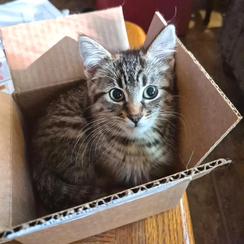 A baby small-sized male Domestic Medium Hair cat named Brownie for adoption in Albert Lea, MN