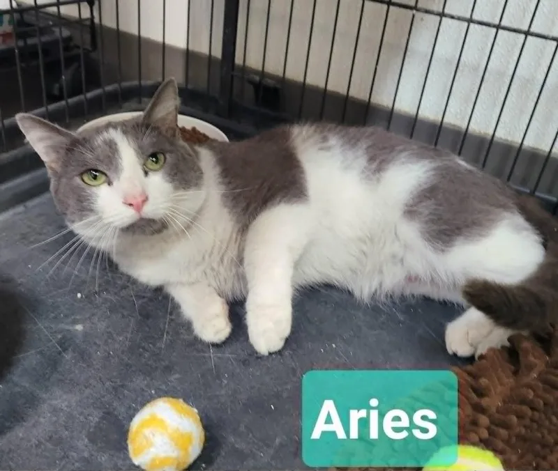 Aries thumbnail 2