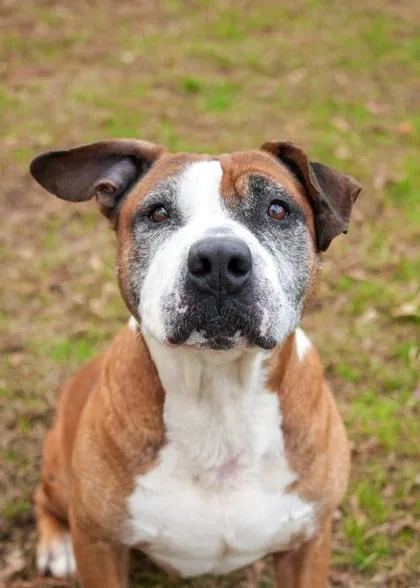 An adult large-sized male Staffordshire Bull Terrier dog named Winchell for adoption in Aiken, SC