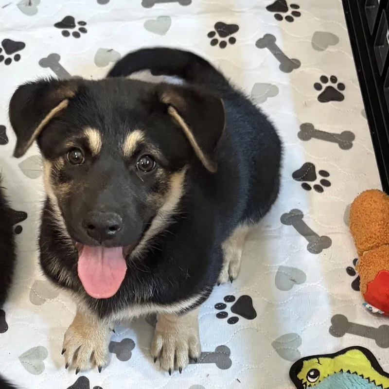 A baby large-sized male Mixed Breed dog named Emerald for adoption in Sioux Falls, SD