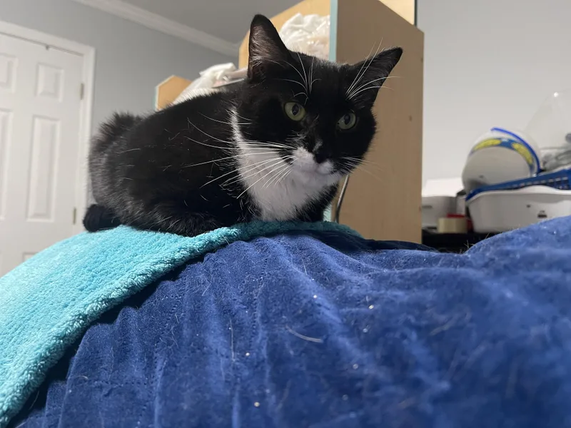 Minnie Mouser thumbnail 2