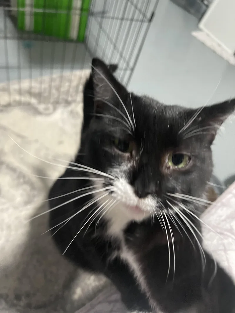 Minnie Mouser thumbnail 3