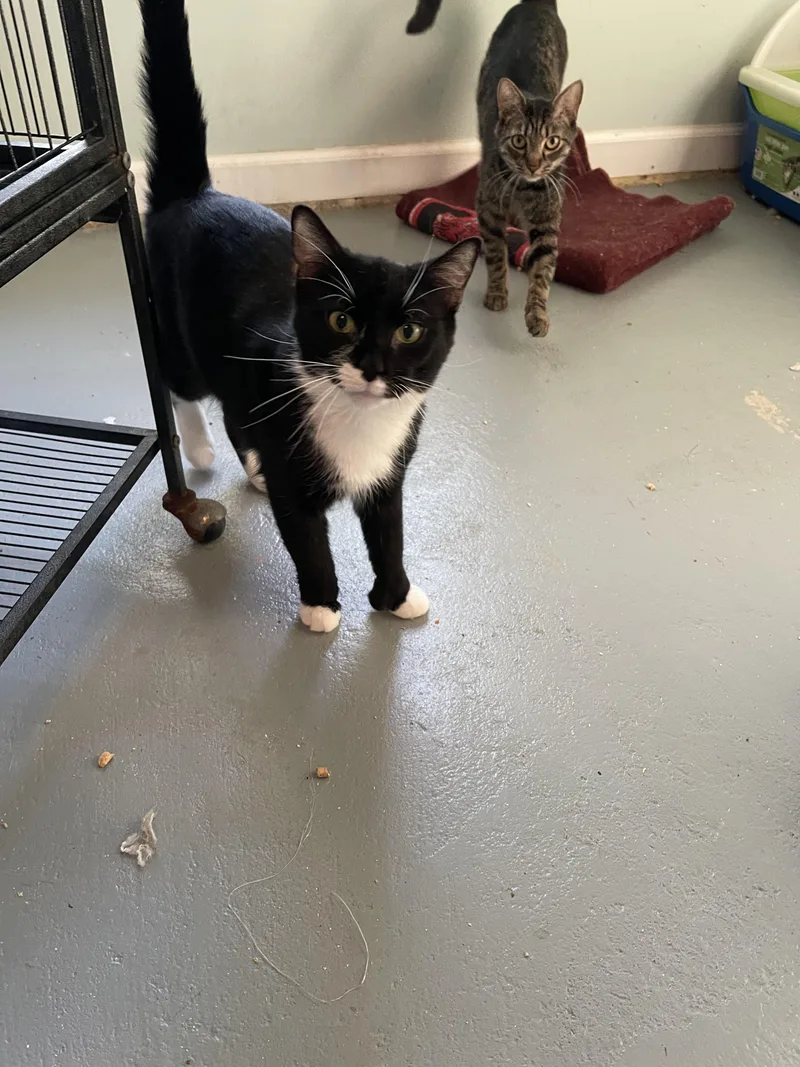 Minnie Mouser thumbnail 5