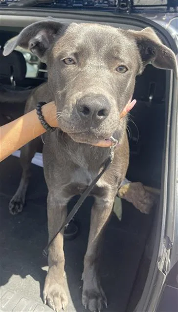 A young large-sized male Mixed Breed dog named Cooper for adoption in Dallas, TX