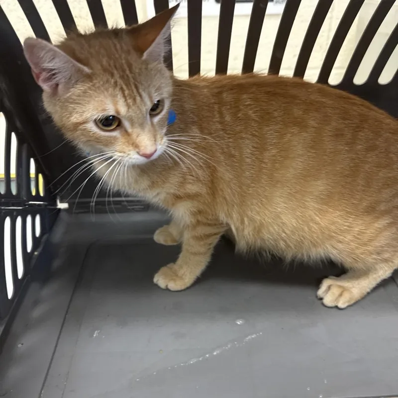 A young medium-sized female Orange / Red Domestic Short Hair cat named Mcpaws for adoption in Memphis, TN