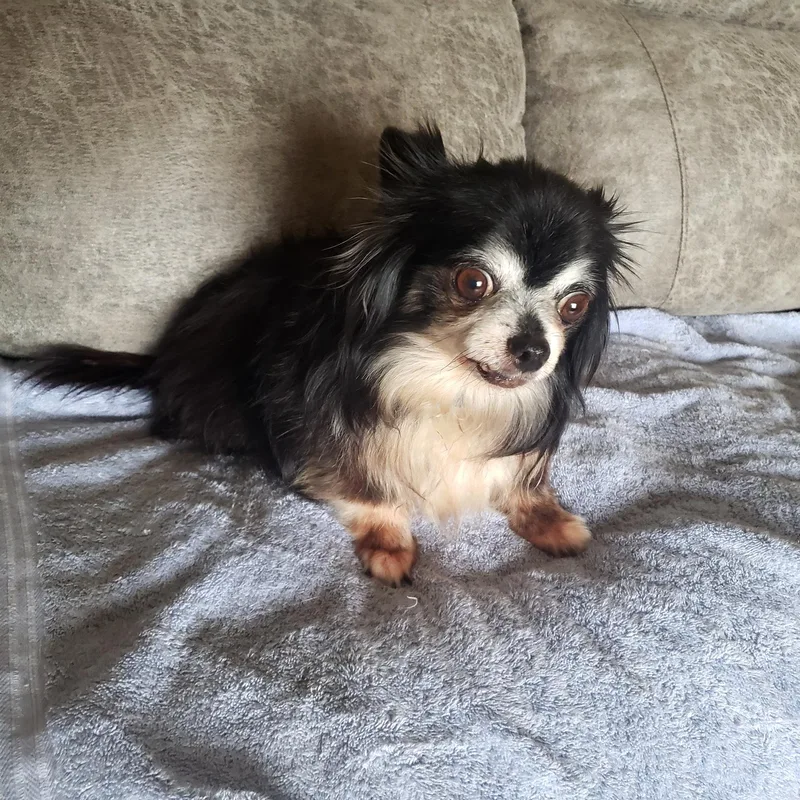 A senior small-sized female Black Chihuahua dog named Breezy for adoption in Altus, OK