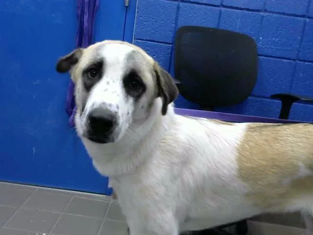 A young small-sized male Anatolian Shepherd dog named Toto for adoption in Albuquerque, NM