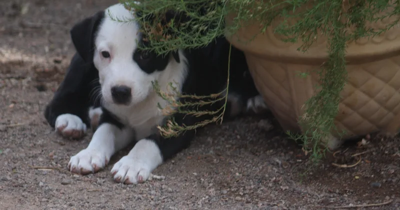 A baby medium-sized male Australian Shepherd dog named Hank for adoption in Albuquerque, NM