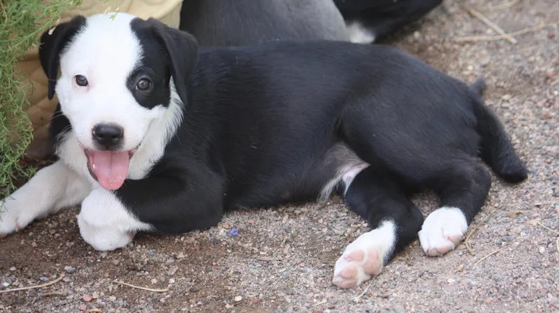 Hank thumbnail 5