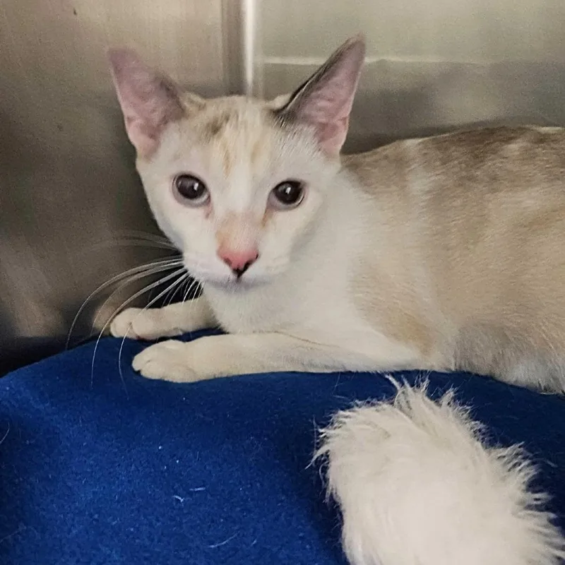 An adult small-sized female Cream / Ivory Domestic Short Hair cat named Lilly for adoption in Las Vegas, NV