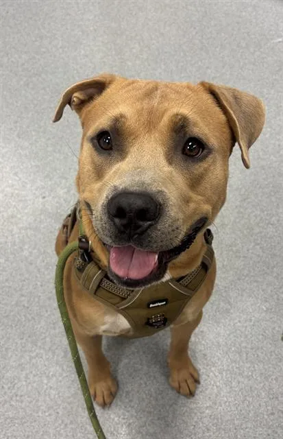 An adult large-sized male Pit Bull Terrier dog named Greyson for adoption in Indianapolis, IN