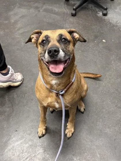An adult large-sized female Boxer dog named B Gabby for adoption in North Charleston, SC