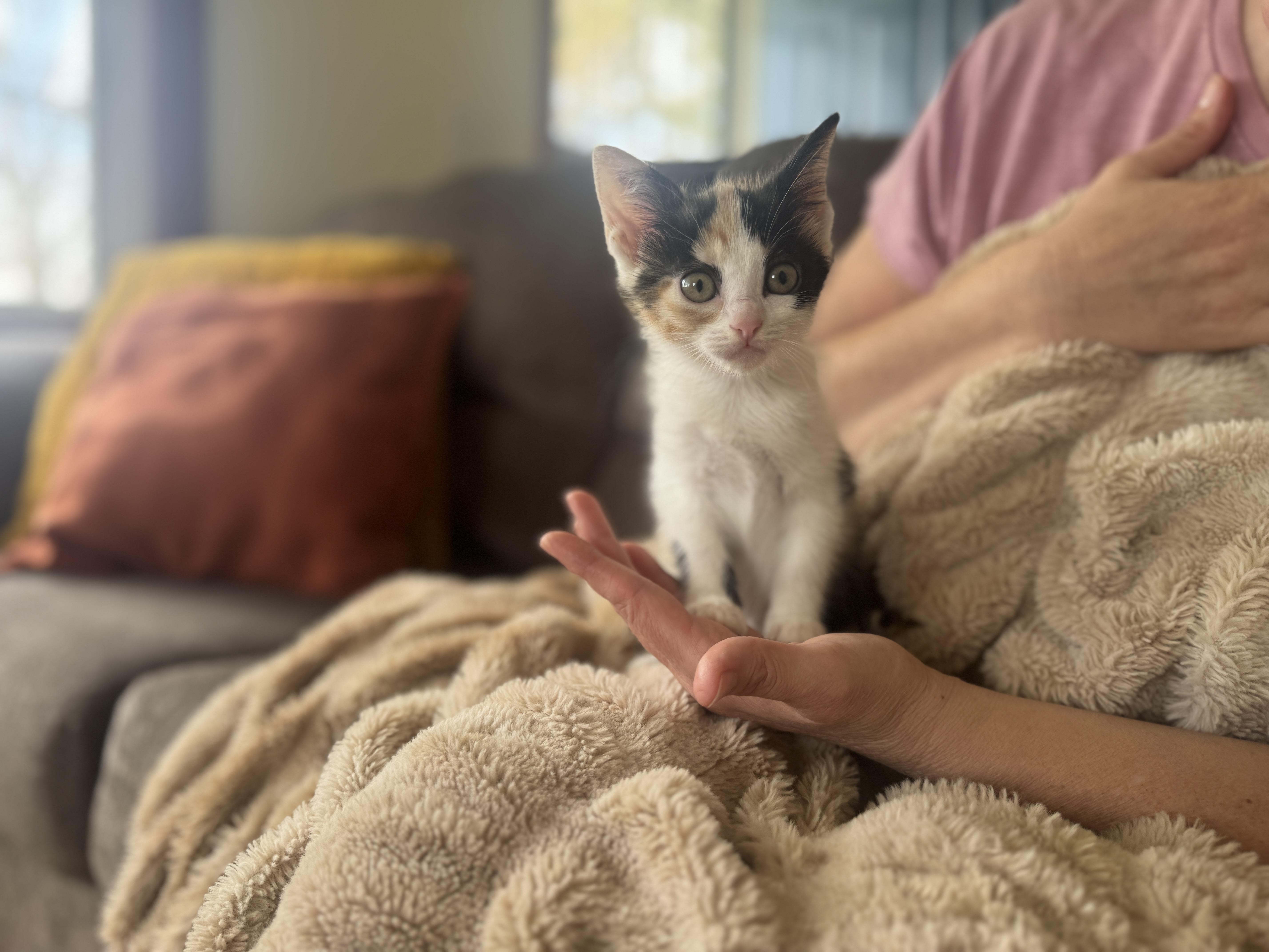 A baby small-sized female Calico cat named Stormy for adoption in Gradyville, KY