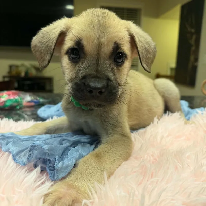 A baby small-sized female Bullmastiff dog named Nargis for adoption in manchester, PA