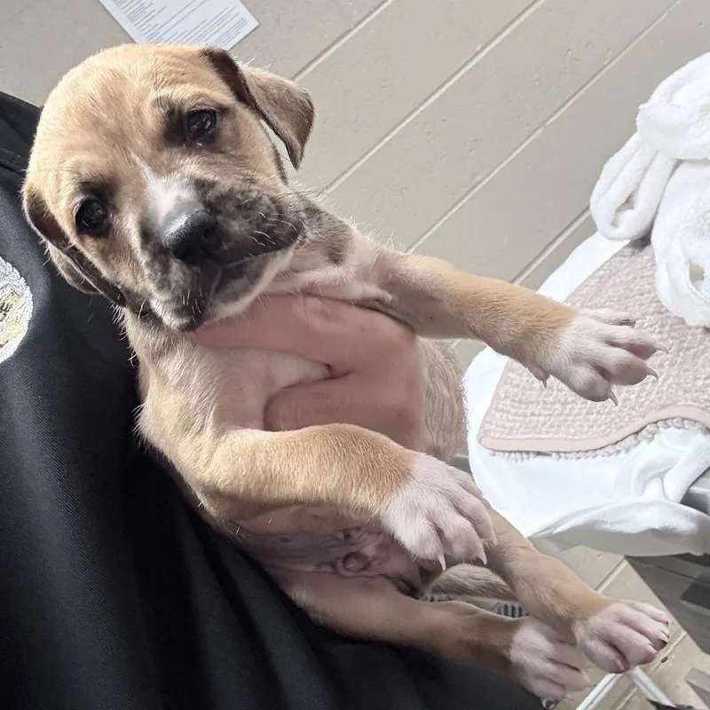 A baby medium-sized male Yellow / Tan / Blond / Fawn Terrier dog named Apollo for adoption in Huntsville, AL