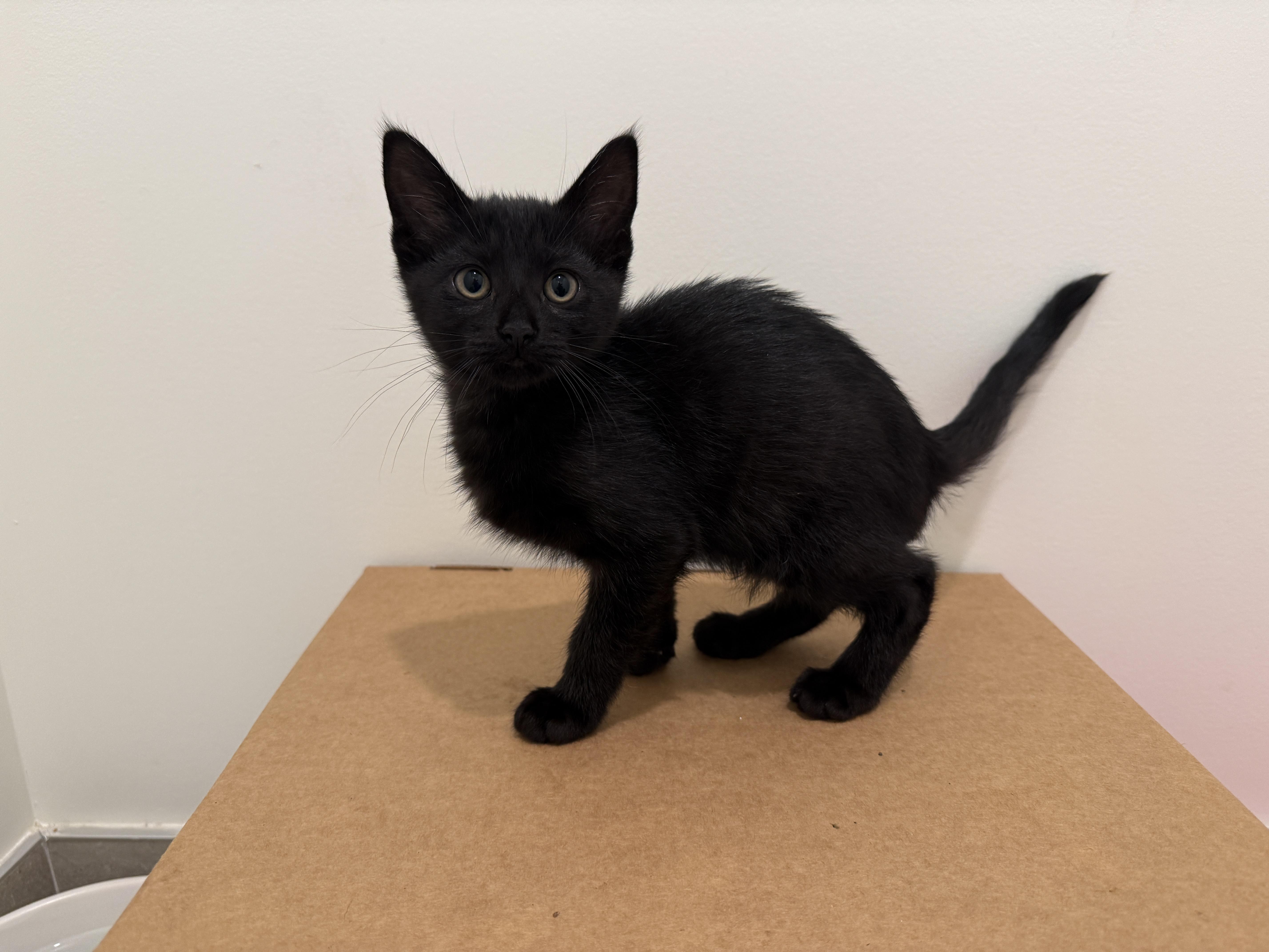 A baby medium-sized male Domestic Short Hair cat named Jack for adoption in Evanston, IL