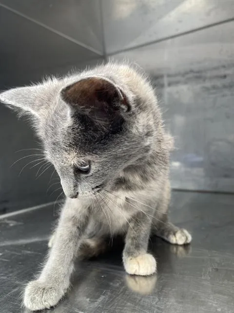 A baby small-sized female Domestic Short Hair cat named Kia for adoption in Dallas, TX