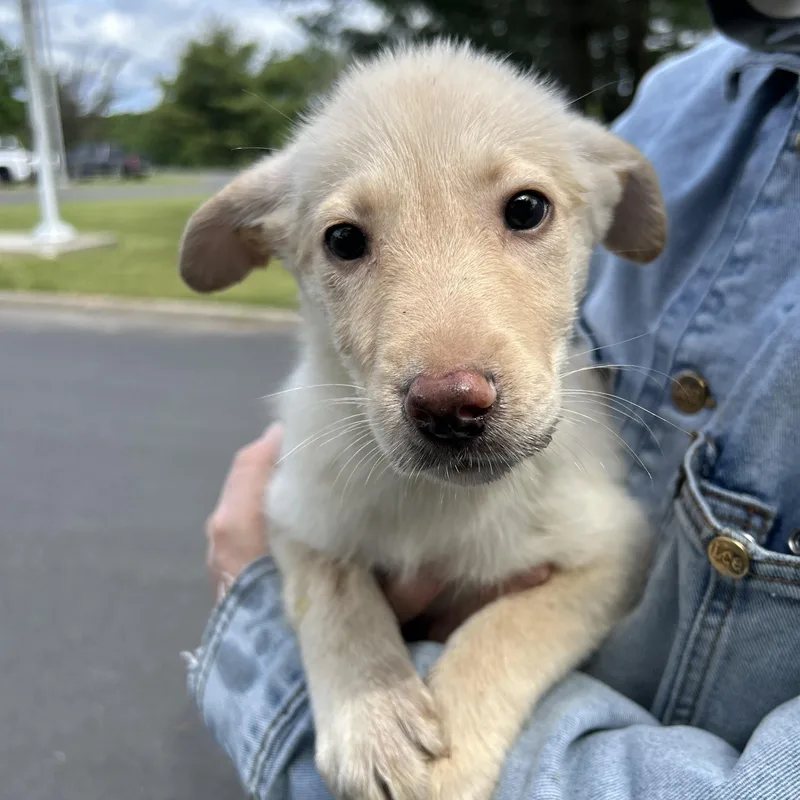 A baby large-sized female Golden German Shepherd Dog dog named Ari for adoption in Pottsville, PA