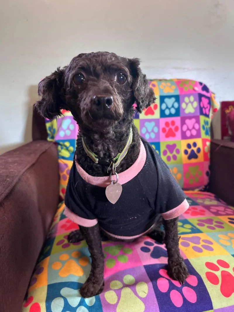 An adult small-sized female Poodle dog named Misty Feb for adoption in Pacolet, SC