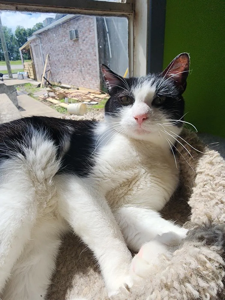 An adult medium-sized male Black & White / Tuxedo Domestic Short Hair cat named Freddy for adoption in Evansville, IN