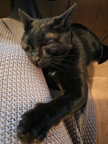 A young small-sized male Domestic Short Hair cat named Alex  `a Priority for adoption in Columbia, SC