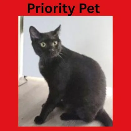 Alex  `a Priority thumbnail 2