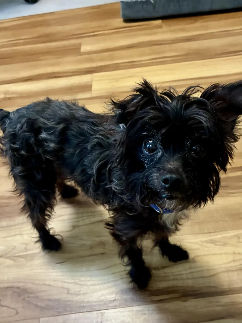 A senior small-sized female Black Maltese dog named Opal for adoption in Stamford, CT