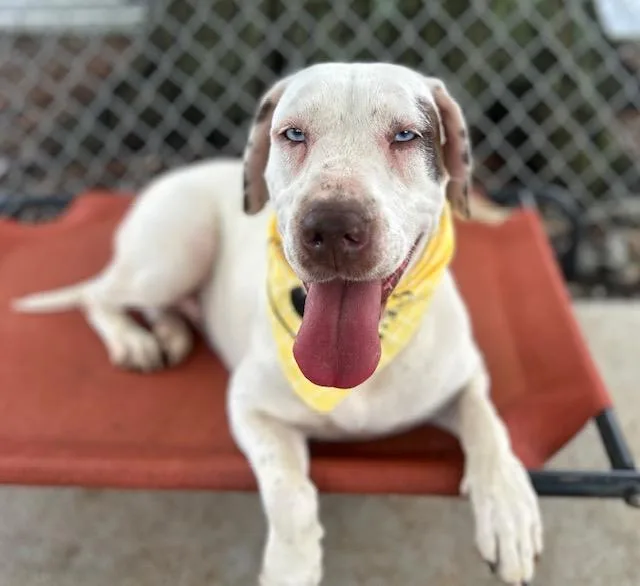 A young medium-sized female Mixed Breed dog named Milly for adoption in Charlotte, NC
