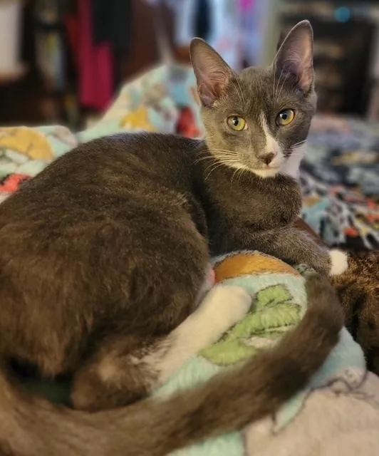 A baby small-sized female Gray & White Domestic Short Hair cat named Snickerdoodle for adoption in Douglasville, GA