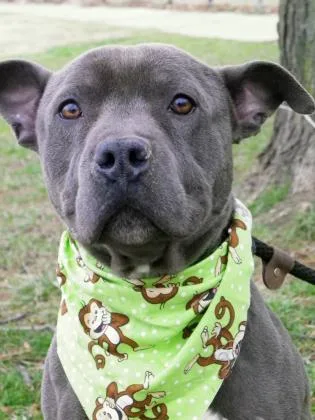 A senior medium-sized male Gray / Blue / Silver Pit Bull Terrier dog named Manny for adoption in Cleveland, OH