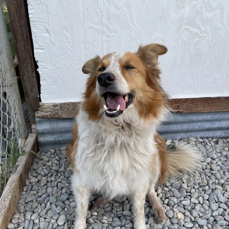 An adult medium-sized male Merle (Red) Australian Cattle Dog / Blue Heeler dog named Boo for adoption in Bonners Ferry, ID