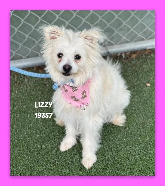 An adult small-sized female White / Cream Terrier dog named Lizzy for adoption in Marietta, GA