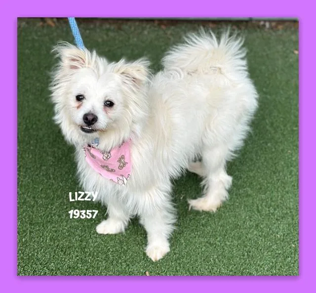 Lizzy thumbnail 2