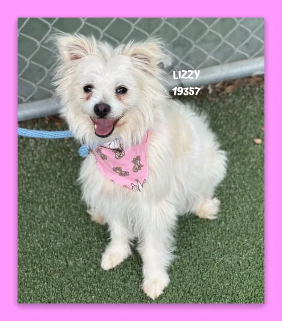Lizzy thumbnail 5