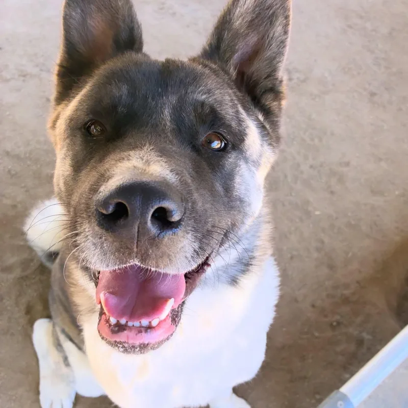 A young large-sized male Akita dog named Provolone for adoption in Romoland, CA