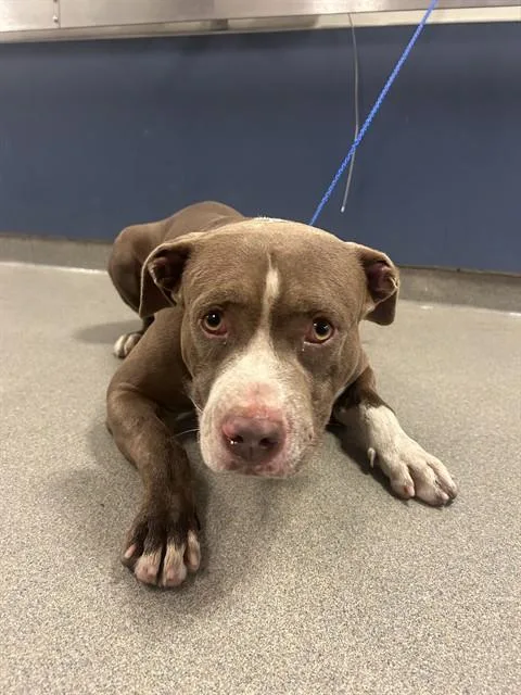An adult large-sized male American Bulldog dog named Dante for adoption in Miami, FL