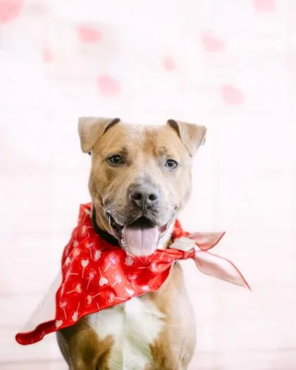 An adult large-sized male Mixed Breed dog named Blue for adoption in West Chester, PA