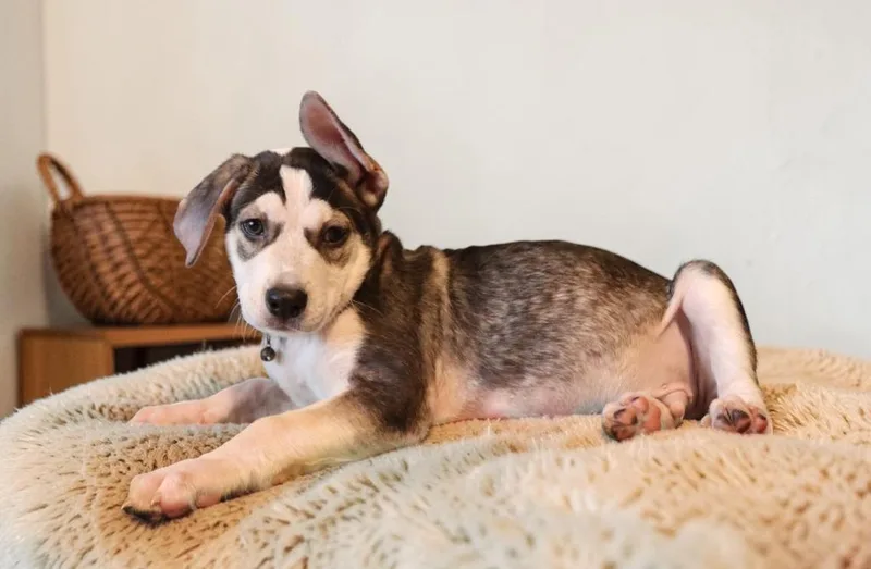 A baby small-sized male Mixed Breed dog named Moku for adoption in Mesa, AZ