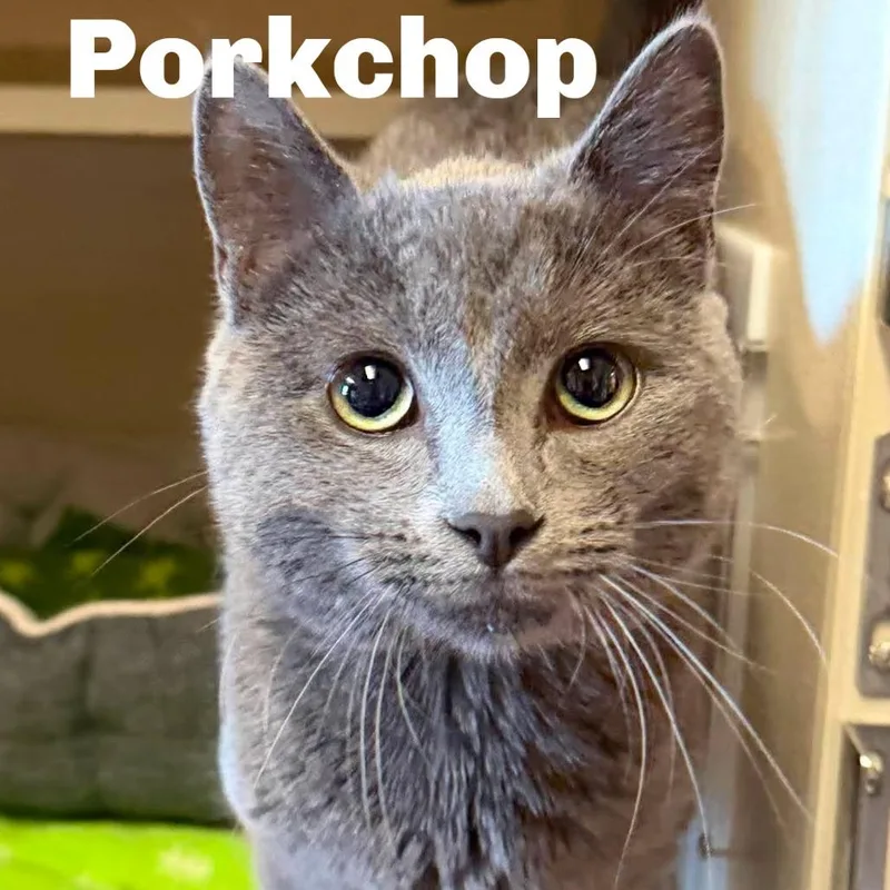 Porkchop