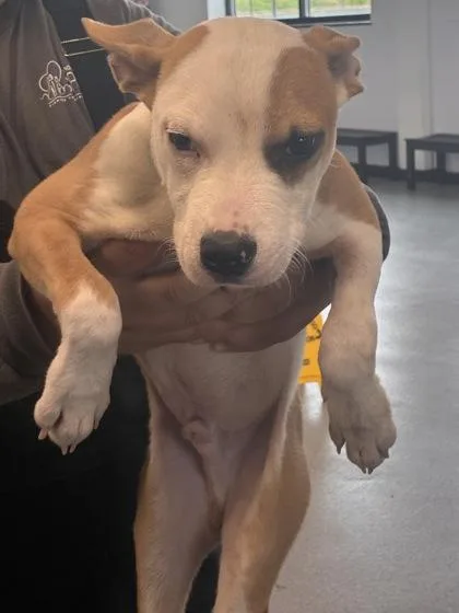 A baby medium-sized male Mixed Breed dog named Rio for adoption in West Chester, PA