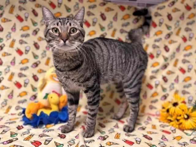 A young medium-sized male Domestic Short Hair cat named Domino for adoption in Fairfield, CA