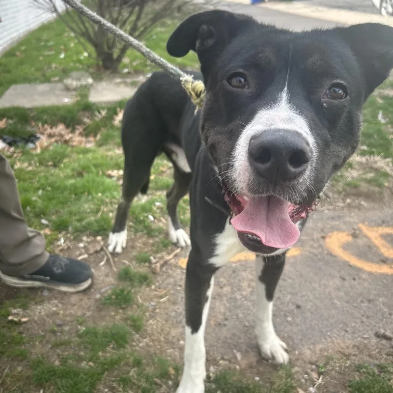 An adult medium-sized male Mixed Breed dog named Binbo for adoption in Newark, NJ
