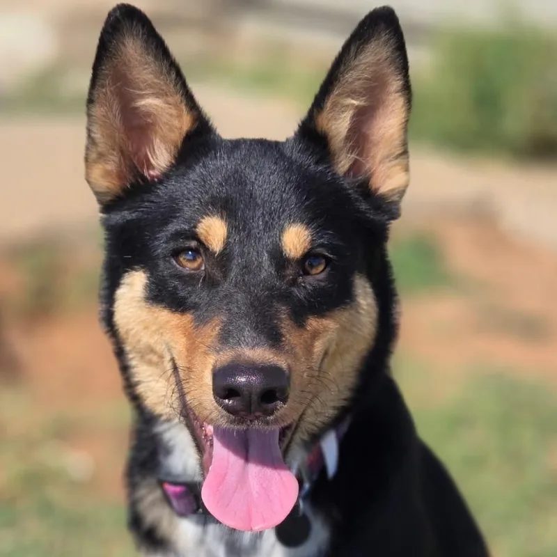 A young small-sized male Black Mixed Breed dog named Rowdy for adoption in Midland, TX
