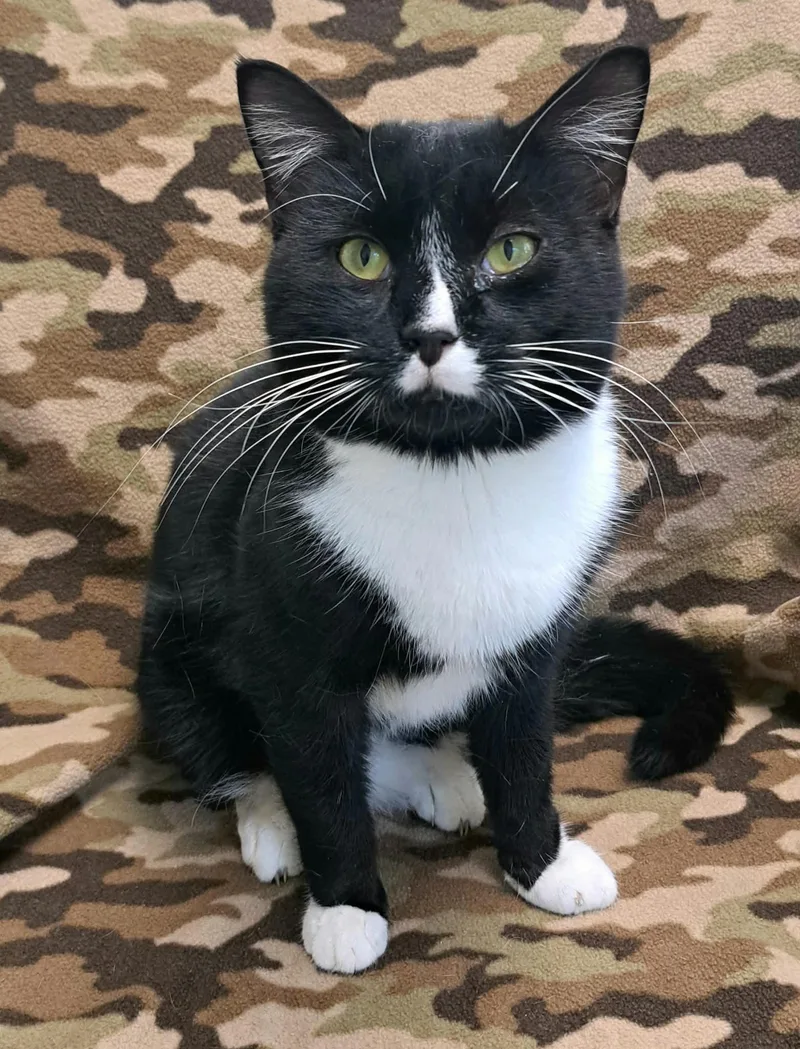 An adult medium-sized male Domestic Short Hair cat named Sylvester for adoption in Huntingdon, PA